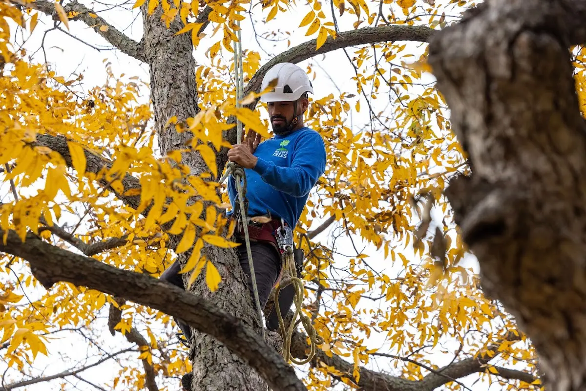 Skilled Emergency Tree Service crew working in Rutherford
